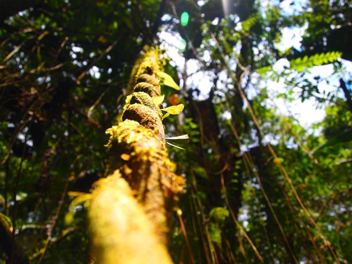 Вилла Casa En Santuario Natural En La Amazonia Веракрус Экстерьер фото