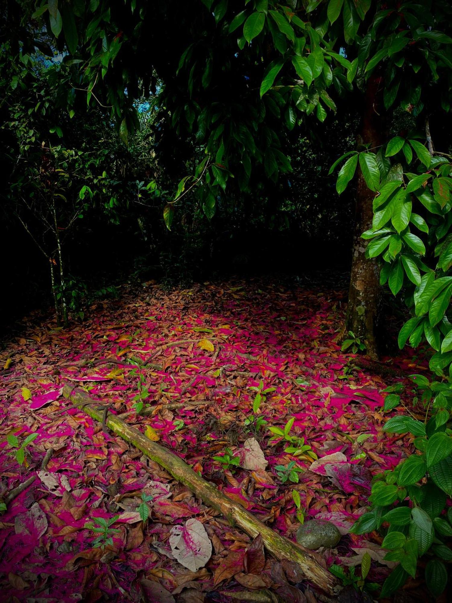 Вилла Casa En Santuario Natural En La Amazonia Веракрус Экстерьер фото